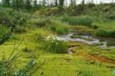 В Николаевской области меняется экосистема: реки превращаются в болота