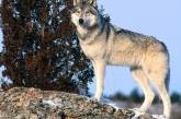 На Кинбурнской косе волки нападают на домашних животных – жители просят отстреливать хищников