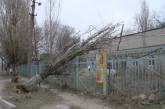 В Николаеве дерево упало на  линию электропередач