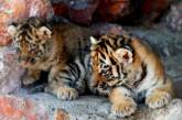 В Николаевском зоопарке родились два амурских тигренка