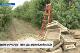 Сгнили тонны овощей: непогода уничтожает урожай на юге Украины (видео)