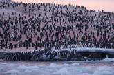 Возле украинской станции в Антарктиде рекордное нашествие пингвинов (фото)