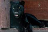 В зоопарке пантера напала на жителя Полтавской области