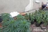 В Николаевской области житель села вместе с мамой вырастили 179 кустов конопли