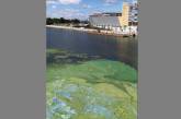 В Киеве в воде Днепра появились разноцветные зловонные пятна (видео)