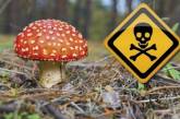 В Винницкой области семья отравилась грибами: двое детей умерли, еще трое в больнице