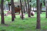 В Тернополе у животных в местном парке обнаружили сибирскую язву