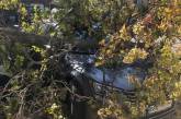 В центре Николаева на припаркованные автомобили рухнуло дерево