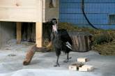 В Николаевском зоопарке из гнезда вышел птенец кафрского ворона, вылупившийся летом