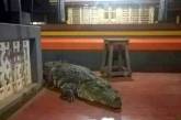 В индийском храме с монахами живет крокодил-вегетарианец