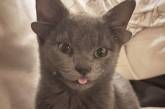 Кот с четырьмя ушами стал звездой в Instagram и благодаря этому обрел хозяйку