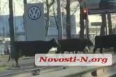 В сети показали, как коровы переходят проспект в Николаеве (видео)