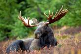 В Черниговской области браконьер застрелил краснокнижного лося и умер во время бегства от егерей