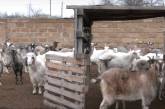 На Херсонщине функционирует приют для коз (видео)