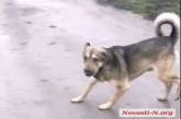 Собака «терроризирует» жителей Николаевской области: на хозяйку животного написали заявление