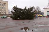 В Житомирской области упала новогодняя елка вместе с украшавшим ее работником (видео)