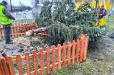 В поселке Ровенской области сдуло главную новогоднюю елку (фото)