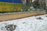 В Николаеве неизвестные срубили сосны, высаженные у собора на Садовой