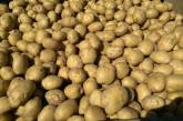 С начала 2022 года Украина экспортировала картофеля на 1,14 миллионов долларов