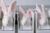 Первая в мире: Швейцария может запретить испытания на животных