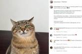 Харьковский кот Степан собрал средства для николаевского зоопарка