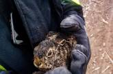 В Черкасской области пожарные спасли обгоревшего зайчонка, который едва не погиб из-за поджигателей (видео)