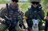 С николаевскими бойцами теробороны служит собака, предсказывающая вражеские обстрелы