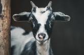 В Запорожской области коза «обезвредила» оккупантов