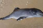 На пляже в Одесской области нашли мертвых дельфинов – они погибли из-за войны (фото)