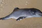 Около 3 тысяч дельфинов погибли в Черном море из-за вторжения России в Украину