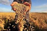 В Николаевской области урожай зерна, вероятно, будет вдвое меньше, чем в прошлом году