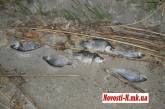 Экологическая катастрофа в Николаеве: в реках Южный Буг и Ингул массово гибнет рыба