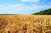 Египет расторг контракты на поставку 240 тысяч тонн украинского зерна - в том числе, с «Нибулоном»