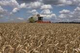 За неделю в Украине собрали 5,7 млн тонн зерна