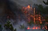 Масштабный пожар леса под Николаевом тушили почти 19 часов: причина – поджог 