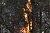 В Николаевской области лесные пожары из-за обстрелов нанесли ущерб на 111 миллионов гривен