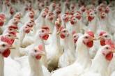 В Британии заявили о крупнейшей в истории вспышке птичьего гриппа 