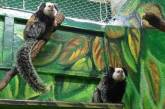 У Николаевского зоопарка впервые появились игрунки Жоффруа: привезли из Киева