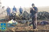 В Николаевской области чиновников и депутатов будут судить за вырубку деревьев на 600 тыс грн