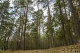В Николаевской области незаконно передали предпринимателю земли лесного фонда за 60 млн грн