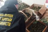 Полицейские разоблачили наркогруппировку, наладившую сбыт каннабиса в Николаеве