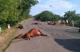 В Одесской области грузовик врезался в стадо коров и погубил 17 животных. ФОТО