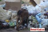 Николаевцы предлагают вице-мэру Гайдаржи вывозить мусорные кучи со дворов на личном автомобиле