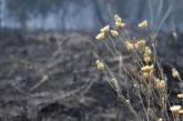 Из-за боевых действий в Николаевской области могут исчезнуть уникальные виды васильков