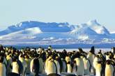 Украинскую станцию в Антарктиде «атакуют» пингвины (видео)