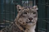 Николаевский зоопарк показал своих подопечных и призвал покупать билеты онлайн