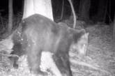 Из-за аномального потепления в Карпатах проснулся медведь