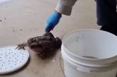 В Австралии ученые нашли и усыпили крупнейшую в мире жабу (фото)