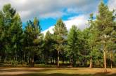 В Николаевской области незаконно передали лес за 800 миллионов