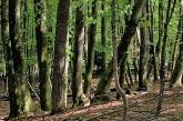 В Николаевской области в сельхозпользование незаконно отдали 3,6 га леса, стоимостью в 77 миллионов